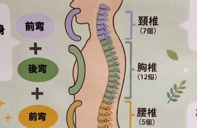 腰椎ヘルニアや繰り返す腰痛の真実──動かない「胸椎」をかばう腰とファシアの防御反応｜KAORItheChiro